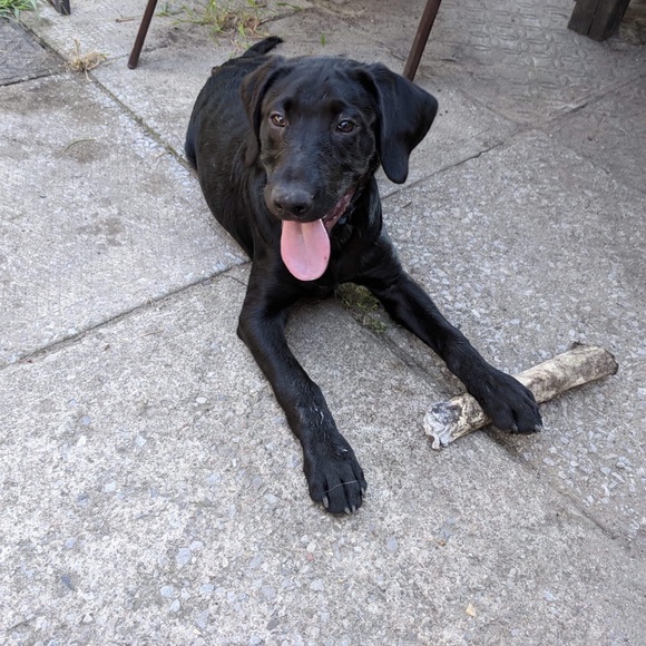 Meet your Posher, Allison - Picture 1 of 1